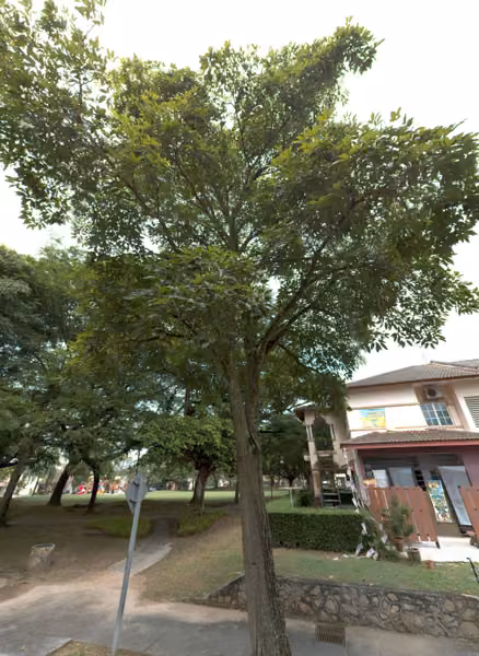 tree photo