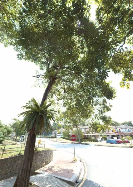 tree photo