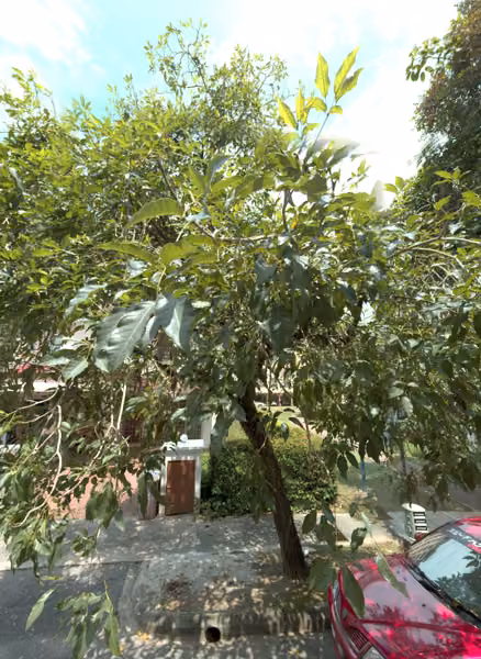 tree photo