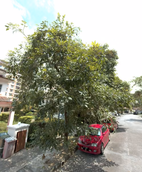 tree photo