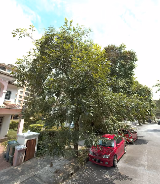 tree photo