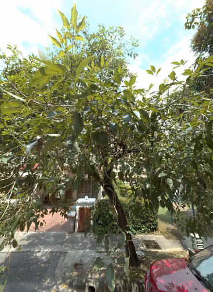 tree photo