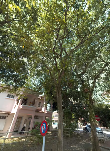 tree photo