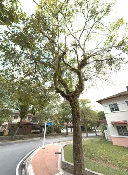 tree photo