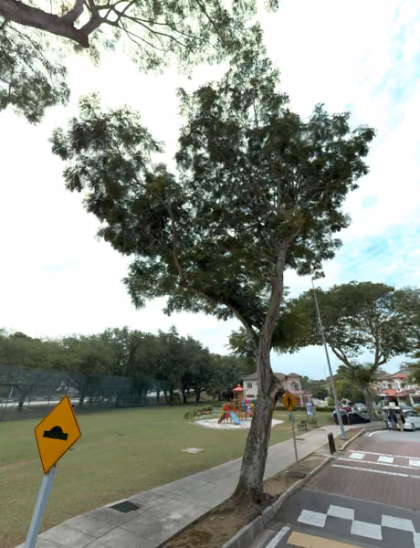 tree photo
