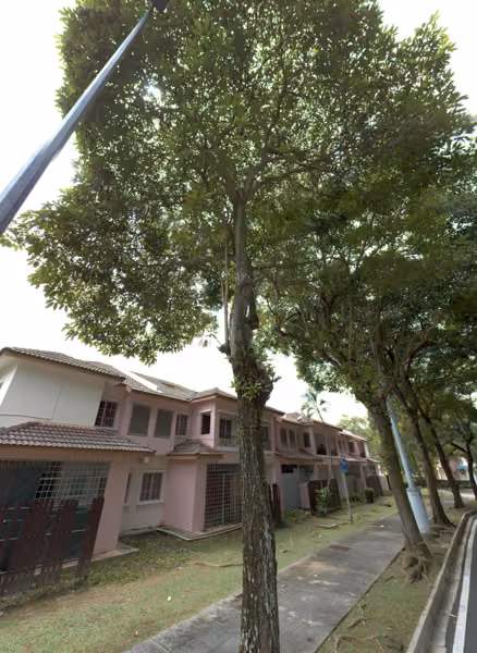 tree photo