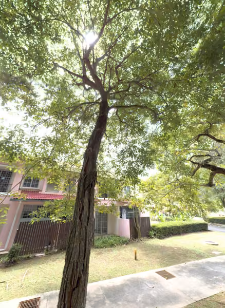 tree photo
