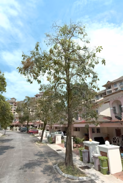 tree photo