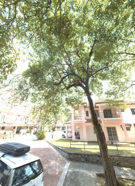 tree photo