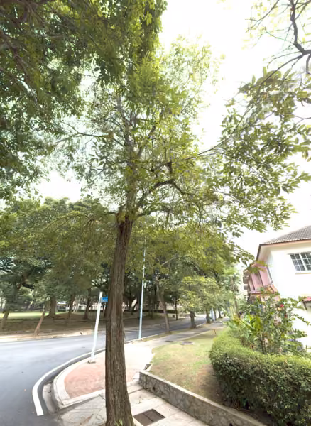 tree photo