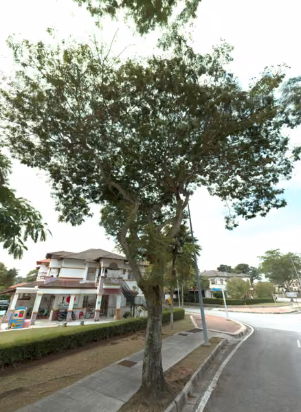 tree photo