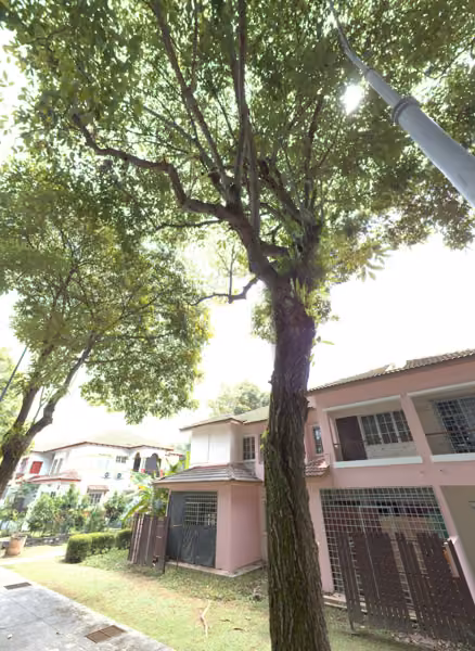 tree photo