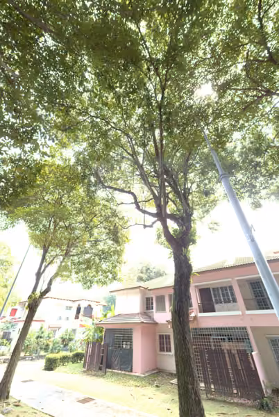 tree photo