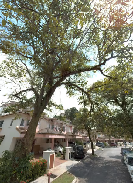 tree photo