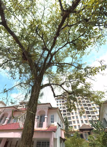 tree photo