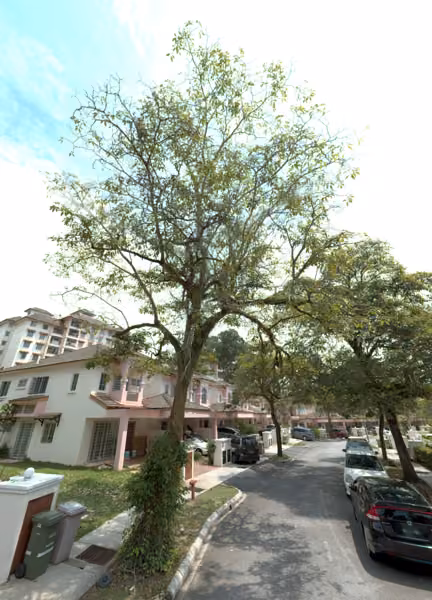 tree photo