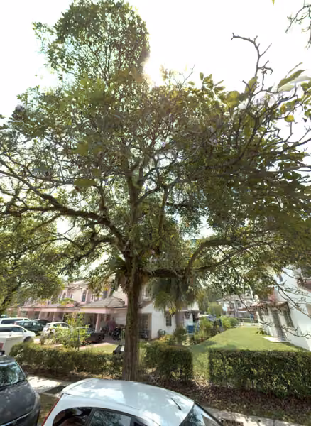 tree photo