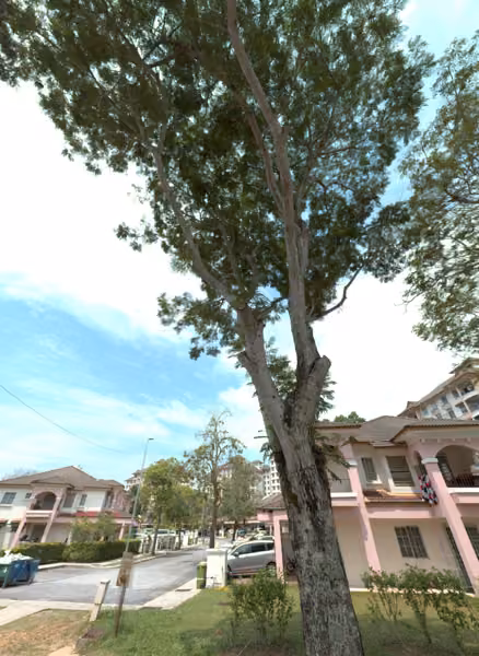 tree photo