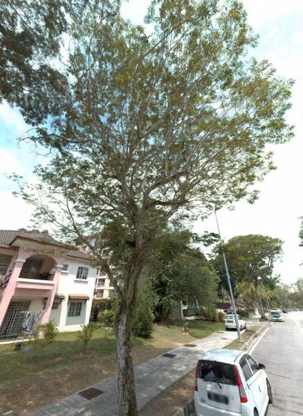 tree photo