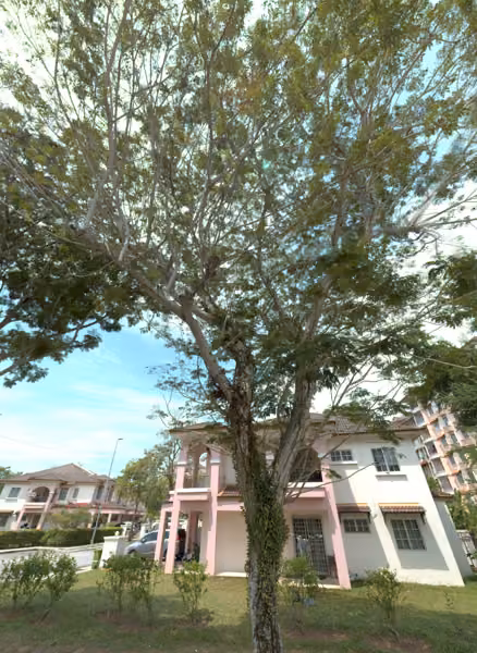 tree photo