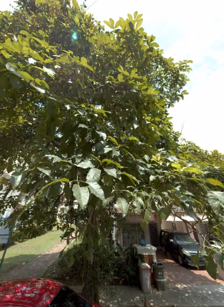 tree photo