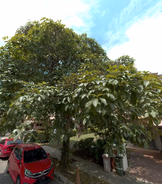 tree photo