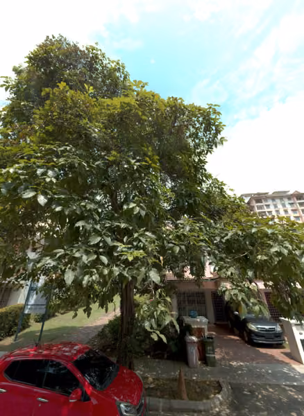 tree photo
