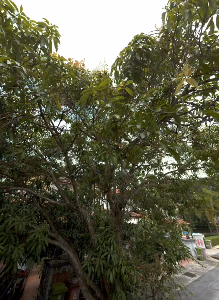 tree photo