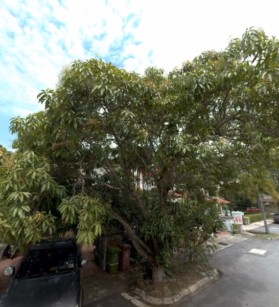 tree photo