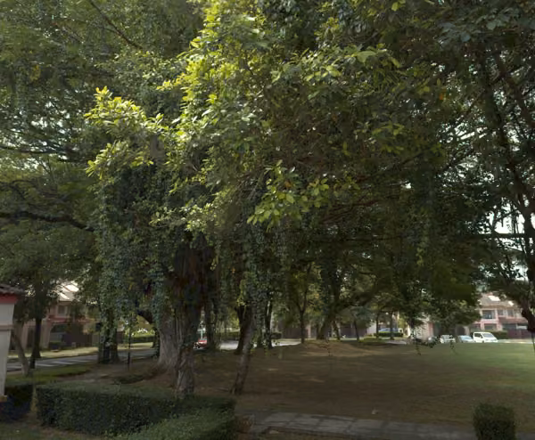 tree photo