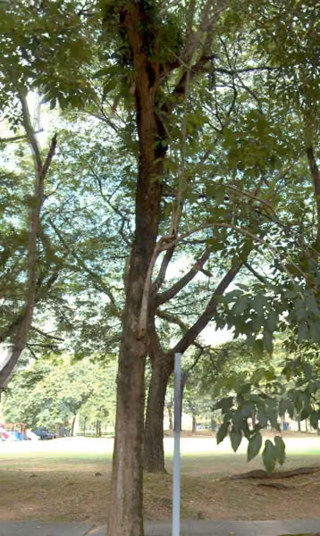 tree photo