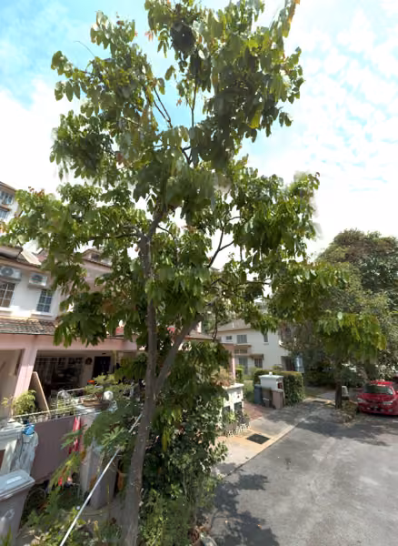 tree photo