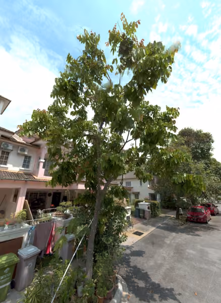 tree photo