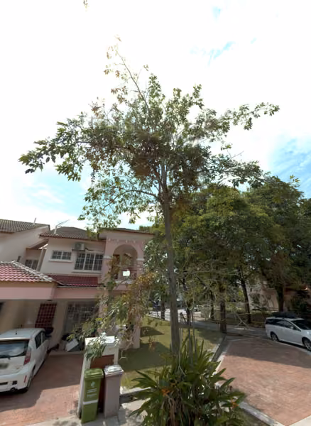 tree photo