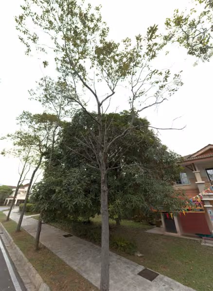 tree photo