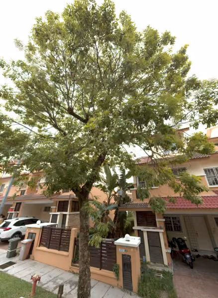 tree photo