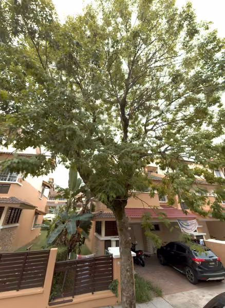 tree photo