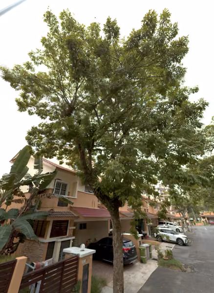 tree photo
