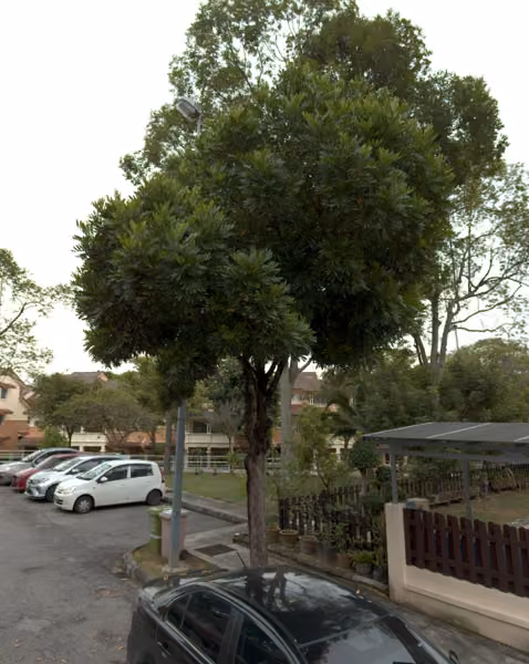 tree photo