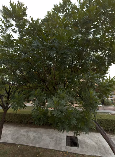 tree photo