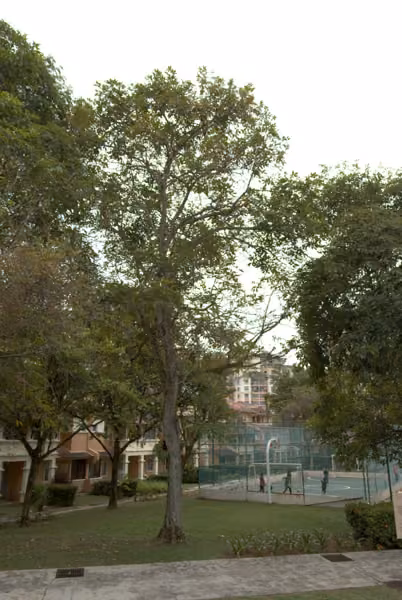 tree photo