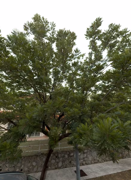 tree photo