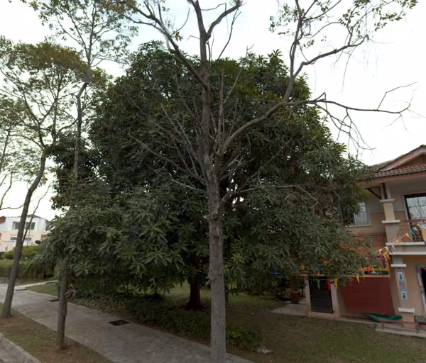 tree photo