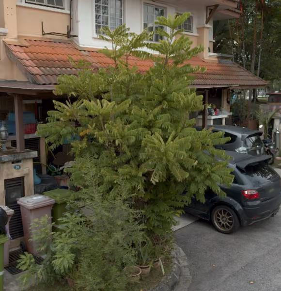 tree photo