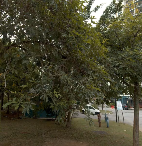 tree photo