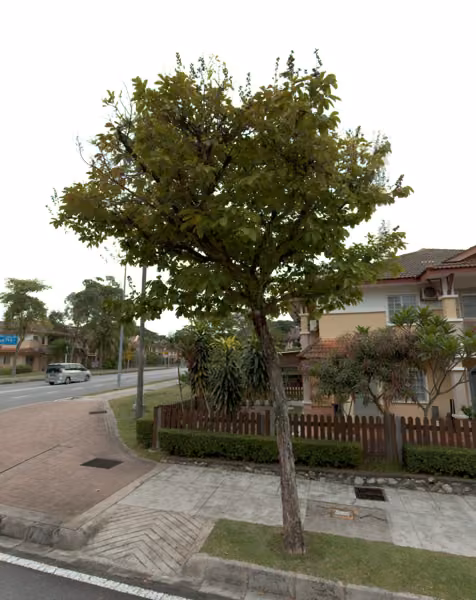 tree photo