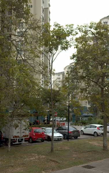tree photo
