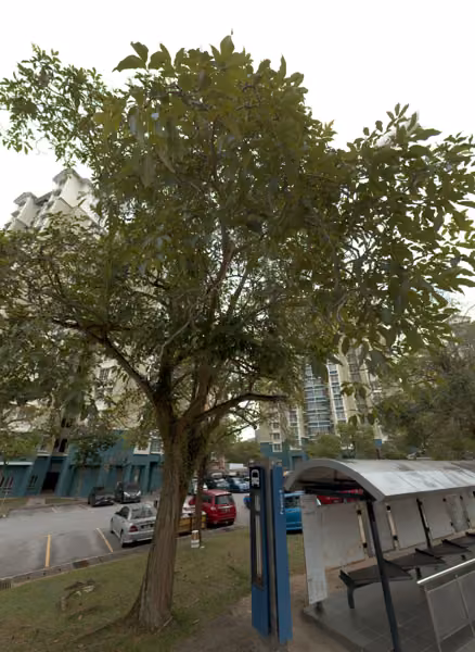 tree photo