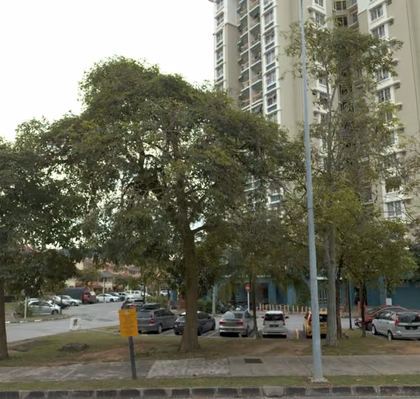 tree photo