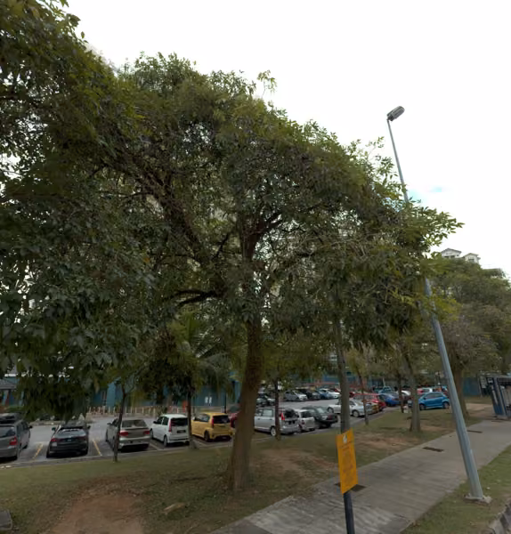 tree photo